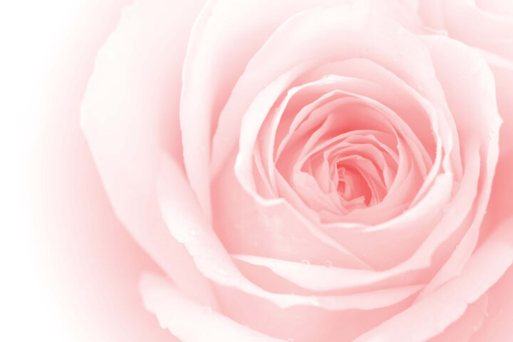 もう痩せないと思っていた私が…中年太り・更年期のお腹痩せに耳ツボを選びましたの画像